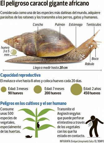 Piden declarar al este en estado de emergencia por presencia de caracol africano