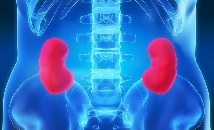 Kidneys main 710x434
