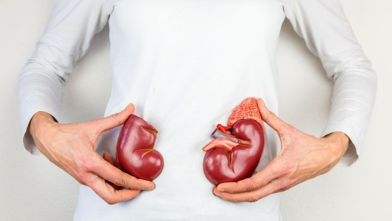 Qfwls0ScTaLDlqV Pbv3WA.1280 Woman holding model kidney halves at body