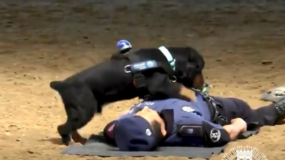Img jsancho 20180623 120103 imagenes lv terceros foto perro 069 k3pE U45346619519ZLH 992x558@LaVanguardia Web