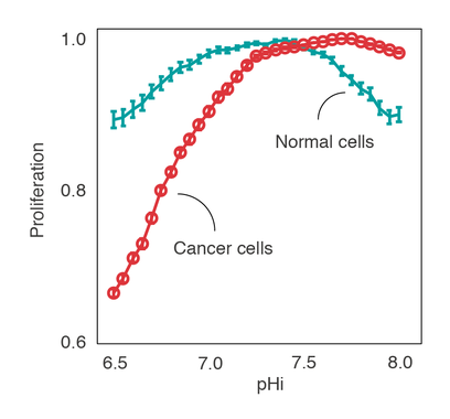 El pH acido punto debil de las celulas cancerosas image 380