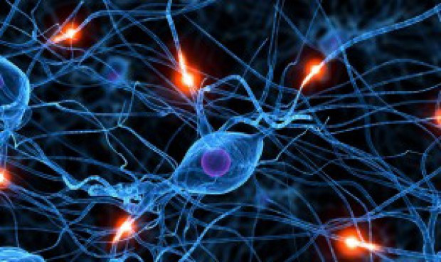 Una investigacion espanola muestra que generamos neuronas hasta los 90 anos 6497 620x368