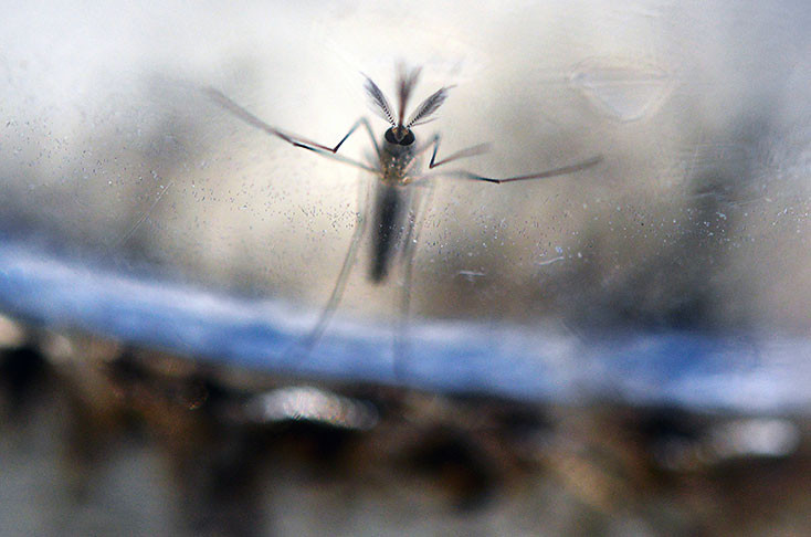Los su00edntomas del Zika son similares a los del dengue transmitidos por el mosquito Aedes Aegypti.