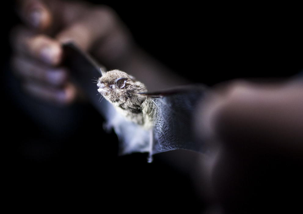 Reaparece el virus mas mortal y causa 62 muertes en el continente africano