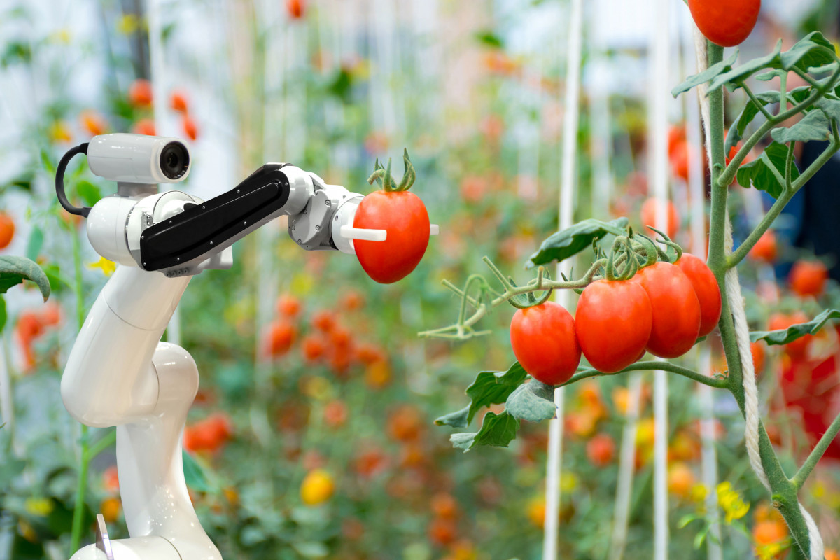 Ey robot with tomatoes v1
