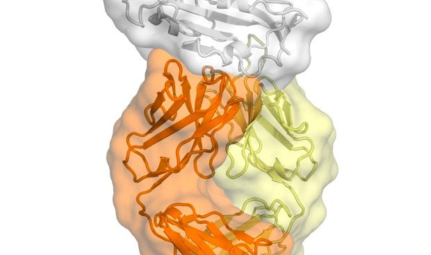 Coronavirus vacuna un anticuerpo del sars interacciona con el covid 19 7144 620x368