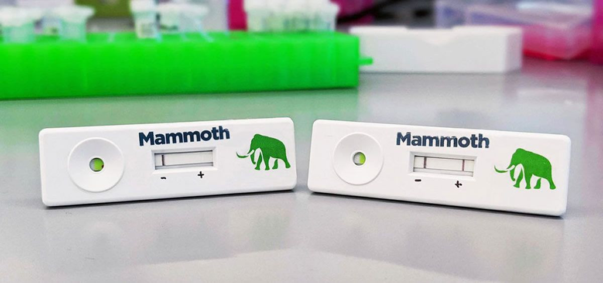 Mammoth biosciences se une a agilent para realizar pruebas de coronavirus basadas en crispr