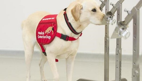 Medicaldetectiondogs focus 0 0 600 315