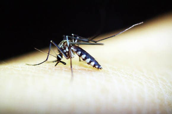 Malaria FP