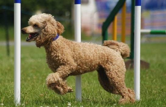 1620px agility poodle 16475717 20210526082123