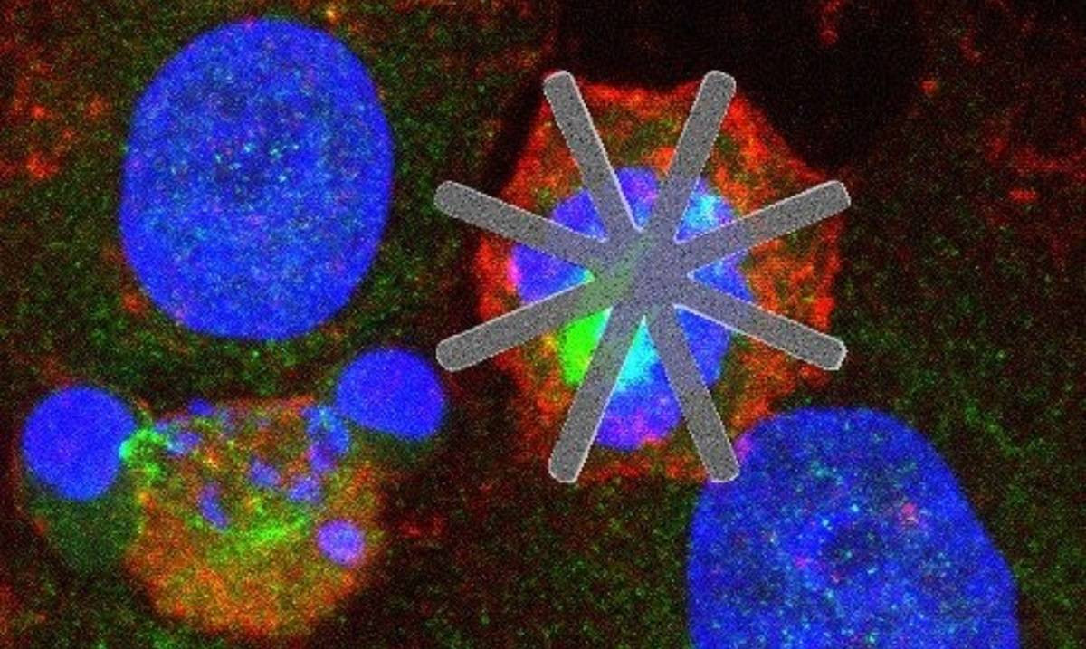 Un equipo del CSIC introduce chips dentro de celulas vivas como farmacos mecanicos