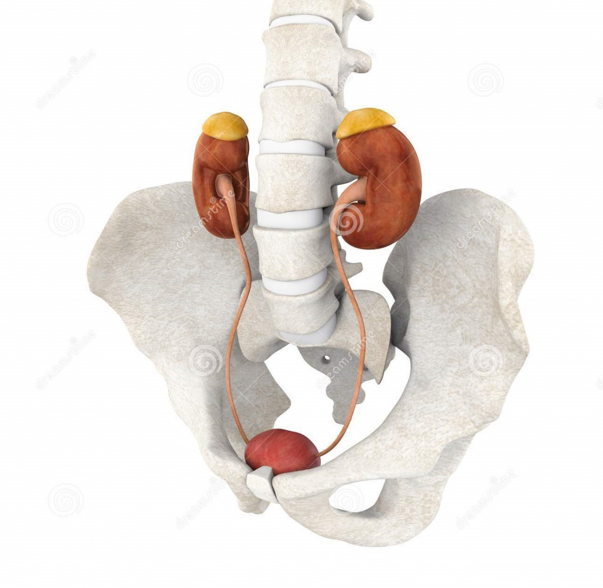 Human urinary system illustration d render 103917090