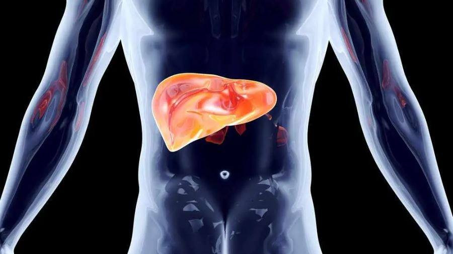 Anatomical illustration of the liver 16x9