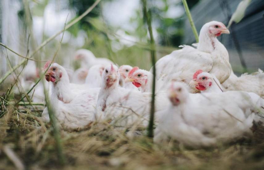 Chickens g86f3ee14f 1920 101 3188631 20221224113622