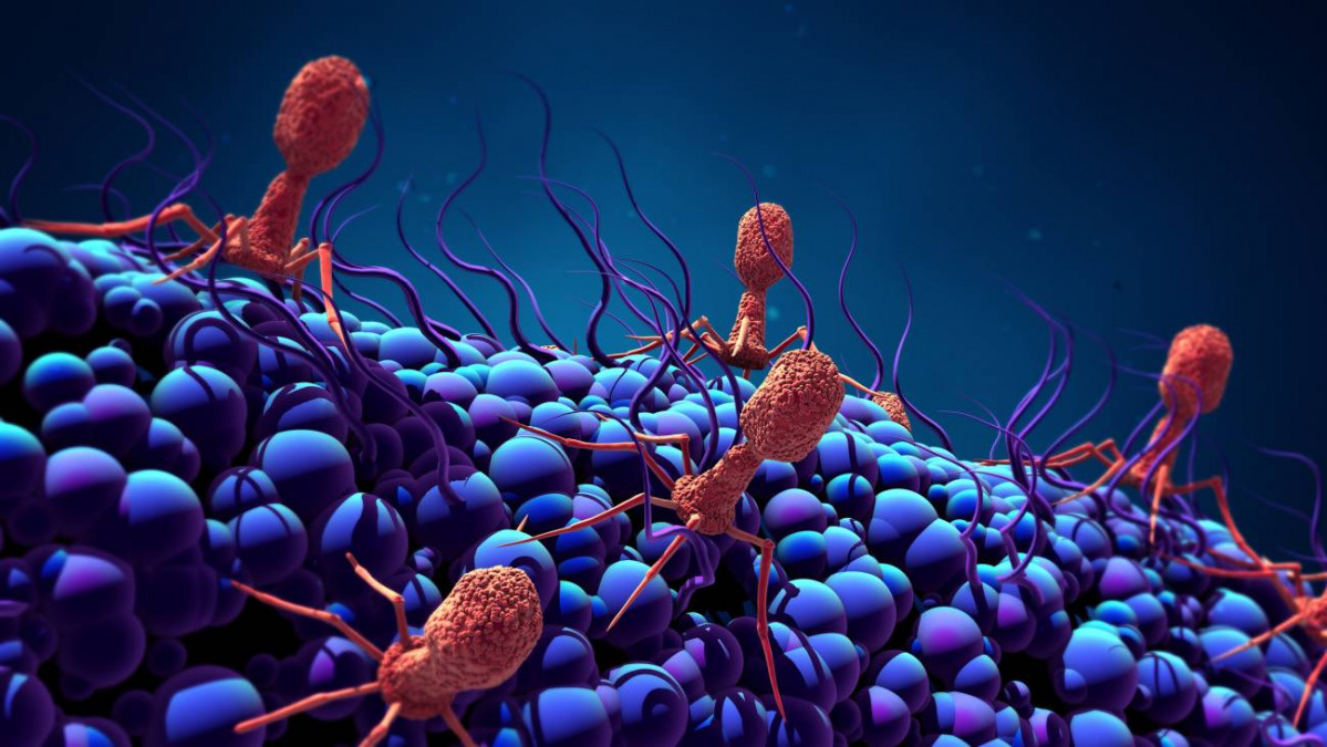 Hallan un nuevo mecanismo de control del ciclo vital de los fagos