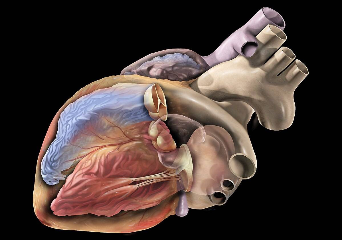 Un modelo de IA para precisar el diagnostico y tratamiento de arritmias de corazon
