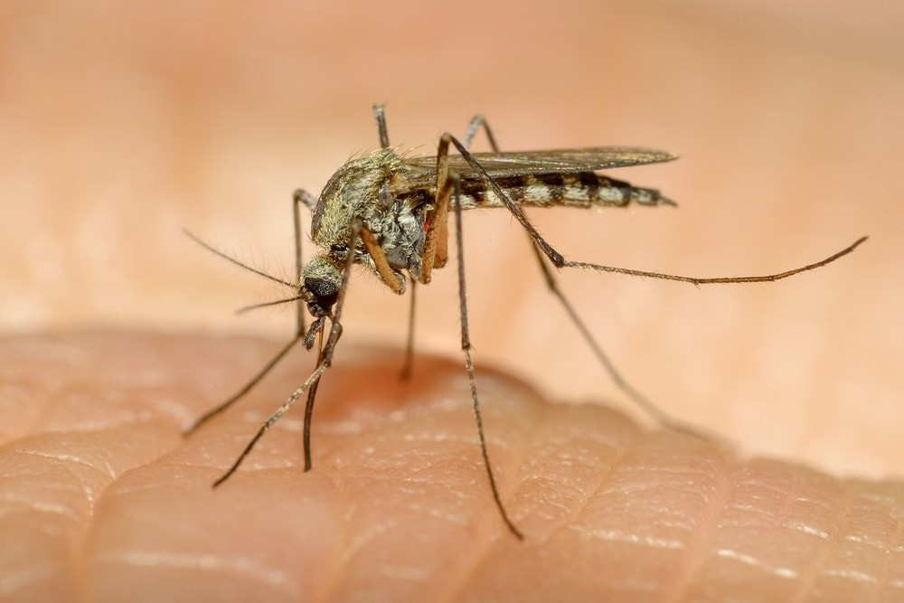 Entreating mosquito bites naturally during pregnancyestratando las picaduras de mosquitos naturalmente durante el embarazo