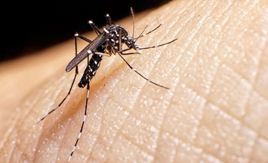 Dengue 1140x694