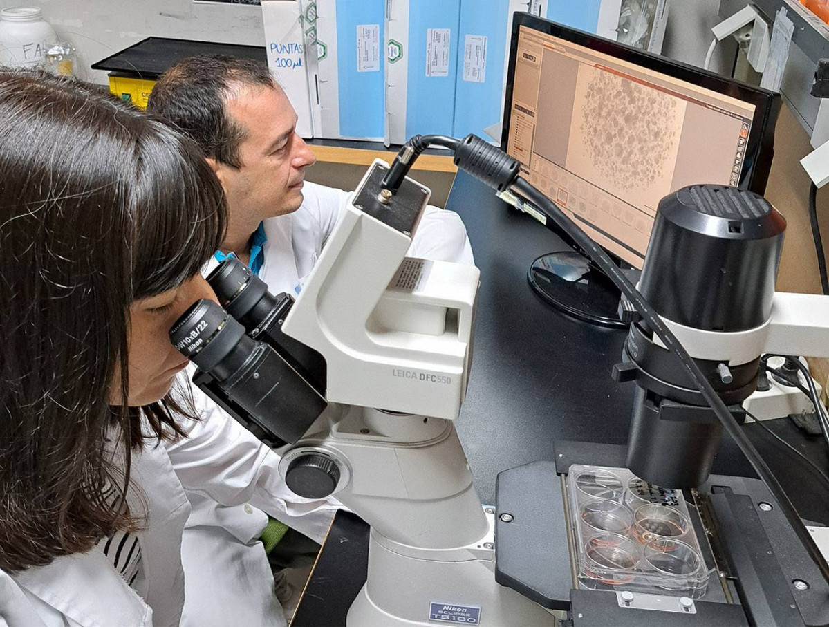 Organoides con celulas de pacientes frente al cancer colorrectal (1)