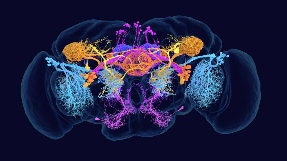 Por que es importante tener el mapa completo del cerebro de la mosca de la fruta