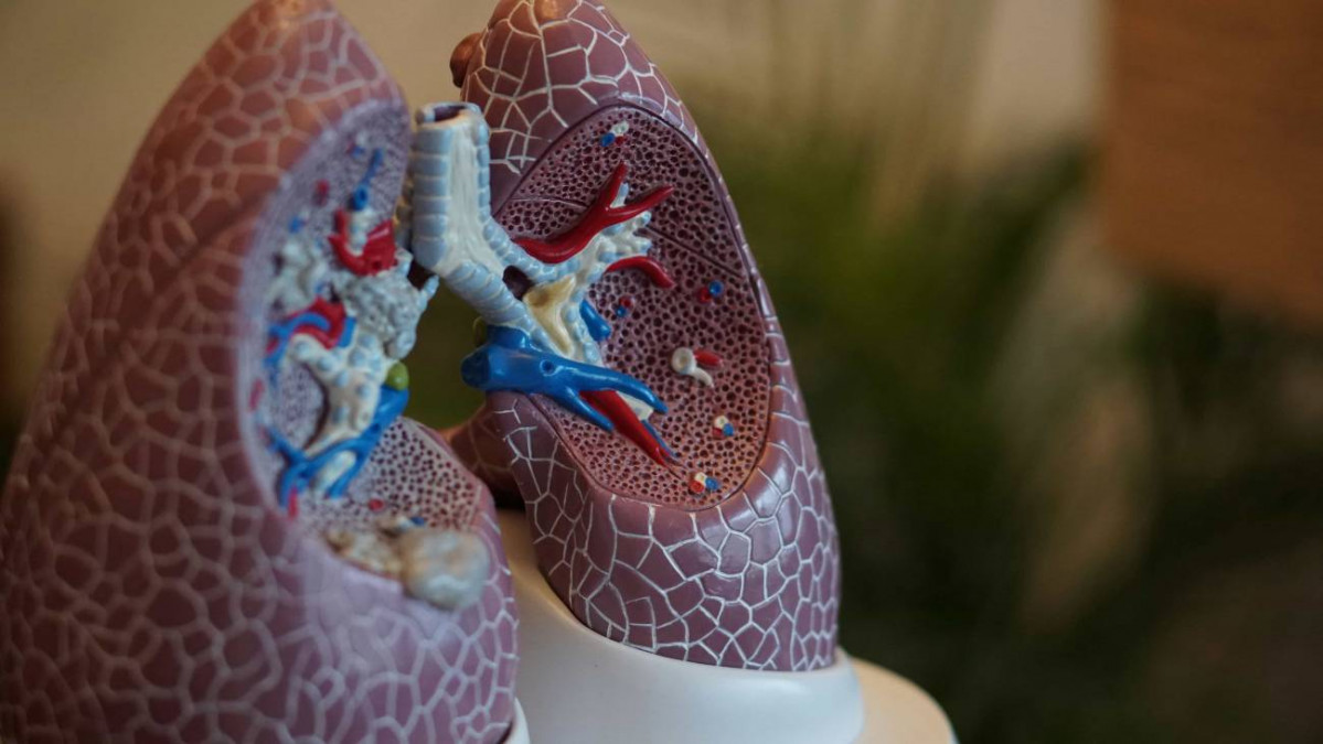 La perdida de la capacidad pulmonar comienza entre los 20 y los 25 anos