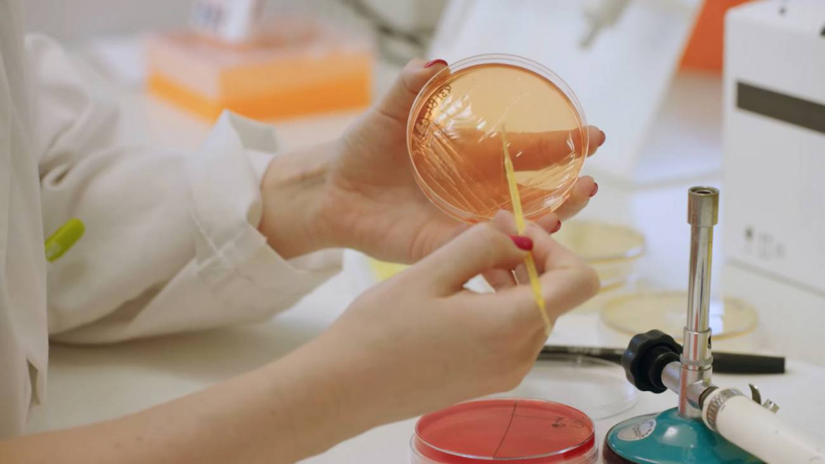 Descubren que la bacteria P. faecium de la microbiota protege contra la obesidad