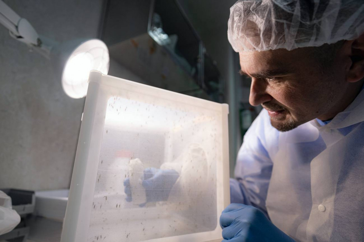 Antimalaricos matan en seis minutos al parasito Plasmodium falciparum dentro del mosquito (1)