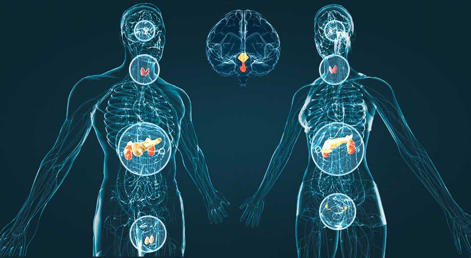 Sistema neuroendocrino
